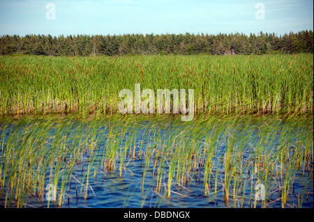 Ance, Marsh, Greenwich Prince Edward Island Park, Canada Foto Stock