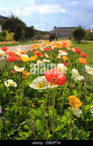 La parte esterna del Grande Galerie de l'évolution in background di coloratissimi fiori di papavero giardino a Parigi. Foto Stock