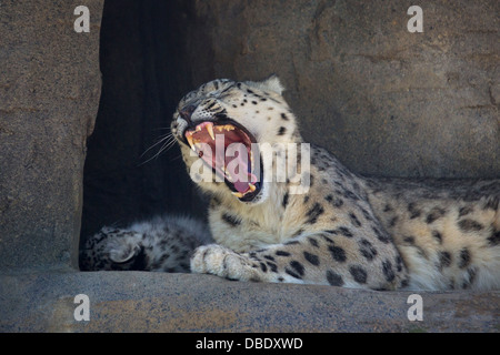 Adulto Snow Leopard con le sue tredici settimane vecchio cucciolo Foto Stock