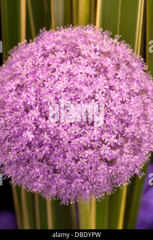 Allium ornamentali testa di fiori Foto Stock