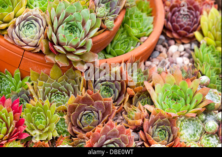 Miscelati sempervivum succulente in varietà Foto Stock
