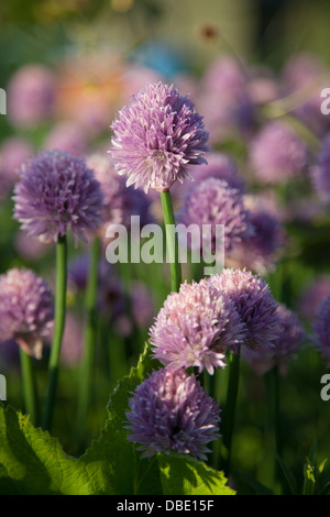 Fioritura di erba cipollina alliums schoenoprasum Foto Stock