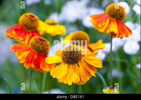 Helenium sahins flowerer precoce Foto Stock