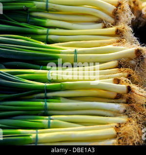 Cipolline in un mercato in stallo fotografata a Budapest, Ungheria Foto Stock