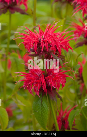 Il bergamotto cambridge scarlet monarda Foto Stock