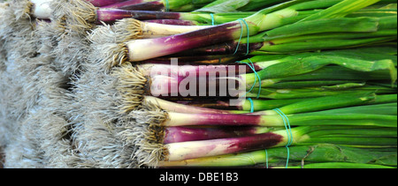 Cipolline in un mercato in stallo fotografata a Budapest, Ungheria Foto Stock