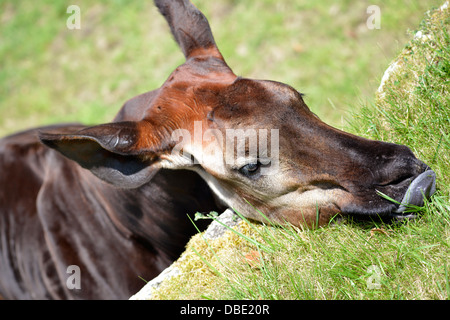 Ritratto di okapi (Okapia johnstoni) mangiare erba Foto Stock