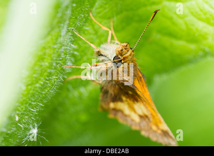 Vista dettagliata del Delaware Skipper (Anatrytone logan) Foto Stock