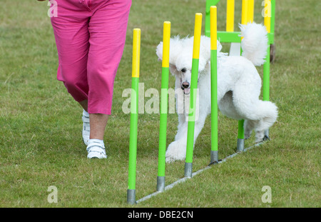 Cane dimostrazione di agilità Foto Stock