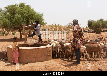 Il Tuareg pastore nel villaggio composto tirando l'acqua, contenuta in un sacchetto di pelle di capra, da un pozzo per le capre per bere, NE Mali Foto Stock