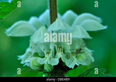 Morti Bianche di ortica lamium album Labiate Lamiaceae Foto Stock