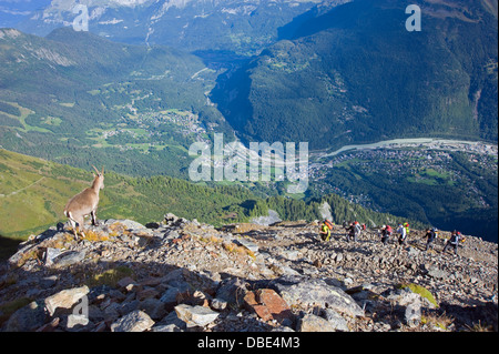Stambecco delle Alpi (Capra ibex), sulle pendici del Mont Blanc, Chamonix, Francia, Europa Foto Stock