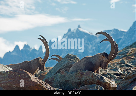 Camoscio Rupicapra rupicapra. sulle pendici del Mont Blanc, Chamonix, Francia, Europa Foto Stock