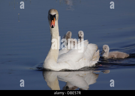 Cigno (Cygnus olor) adulto, nuoto con tre cygnets, West Yorkshire, Inghilterra, Regno Unito, luglio Foto Stock