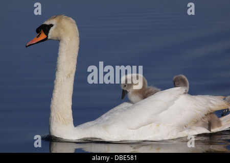 Cigno (Cygnus olor) adulto, nuoto con due cygnets sul retro, West Yorkshire, Inghilterra, Regno Unito, luglio Foto Stock