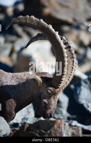 Camoscio Rupicapra rupicapra. sulle pendici del Mont Blanc, Chamonix, Francia, Europa Foto Stock