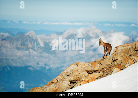 Camoscio Rupicapra rupicapra. sulle pendici del Mont Blanc, Chamonix, Francia, Europa Foto Stock