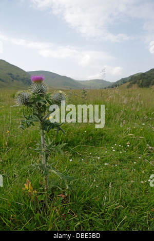 Vista della Valle di Findhorn highlands scozzesi con un thistle in primo piano Foto Stock