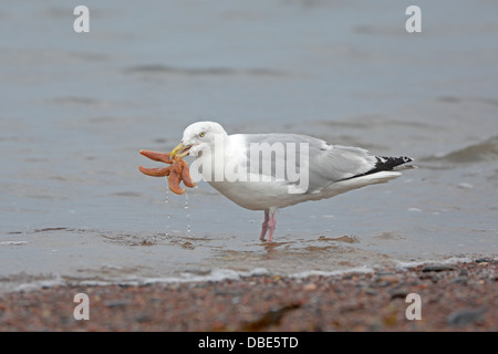Aringhe adulte gabbiano con stella marina Foto Stock