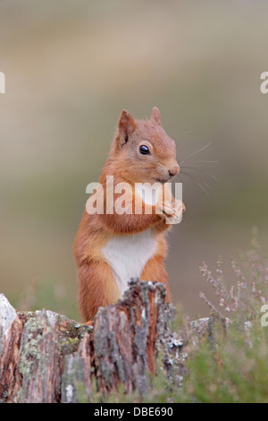 Red Squirrel eating food on a tree stump Foto Stock