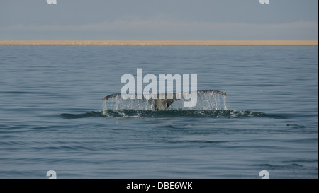 Southern Right whale Walvis Bay namibia africa Foto Stock