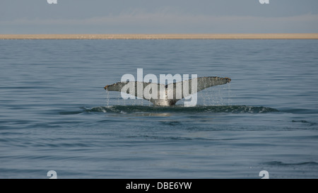 Southern Right whale Walvis Bay namibia africa Foto Stock