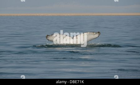 Southern Right whale Walvis Bay namibia africa Foto Stock