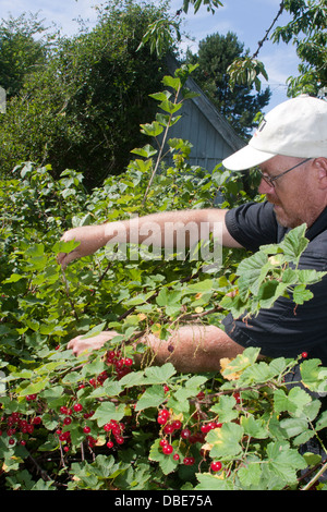 Ribes rosso di prelievo in un giardino danese Foto Stock