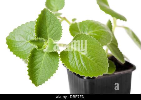 Foglie di Plectranthus amboinicus Foto Stock