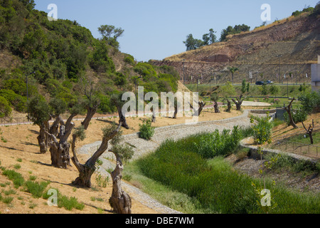 Alberi di olivo in un giardino a secco nei pressi di un fiume in estate Foto Stock