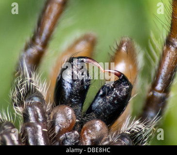 Alta vista macro delle zanne di una zebra jumping spider, Salticus scenicus, REGNO UNITO Foto Stock