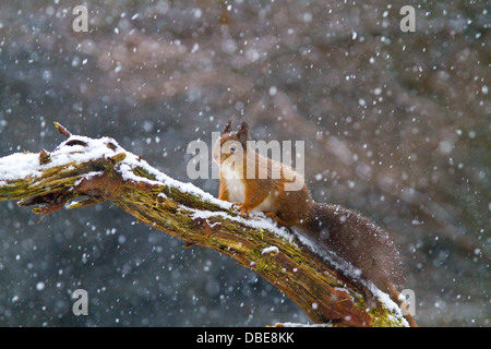 Scoiattolo rosso in Cooley,Co.Louth, Irlanda Foto Stock