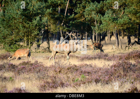 Maschio rosso cervo (Cervus elaphus) con il suo femmine (cerve) nel bosco durante il solco nel Parco Nazionale di Hoge Veluwe in Olanda. Foto Stock