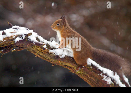 Scoiattolo rosso in Cooley,Co.Louth, Irlanda Foto Stock