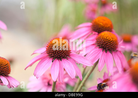 Echinacea purpurea 'Pink Parasol' Foto Stock