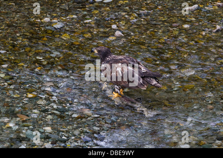 Aquila calva la cattura di pesce Salmone in Alaska hyder Foto Stock