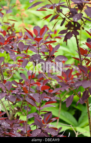 Fumo eurasiatica tree (Cotinus coggygria 'Royal Purple') Foto Stock