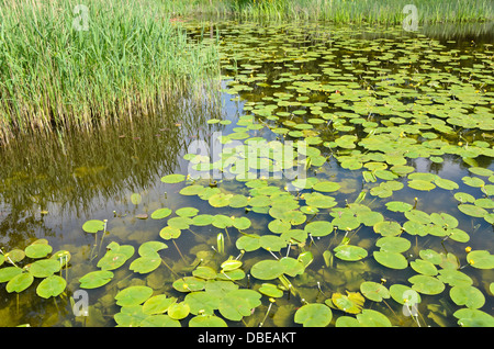 Giallo pond lily (nuphar lutea) Foto Stock