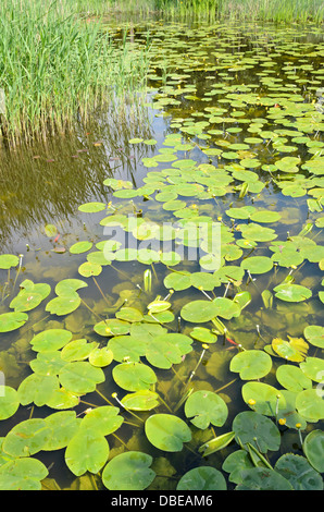 Giallo pond lily (nuphar lutea) Foto Stock