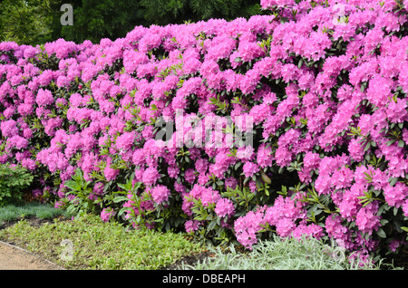 Catawba rododendri (Rhododendron catawbiense) Foto Stock