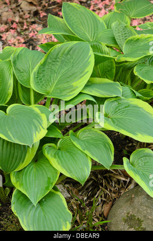 Piantaggine lily (hosta fortunei aureomarginata "') Foto Stock