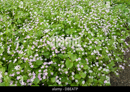 Siberian Primavera di bellezza (claytonia sibirica syn. montia sibirica) Foto Stock