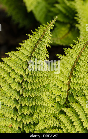Protezione morbida fern (Polystichum setiferum 'plumosum densum') Foto Stock