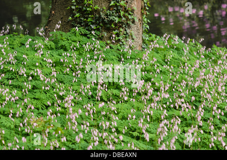 Orlata spurgo cuore (dicentra eximia) Foto Stock