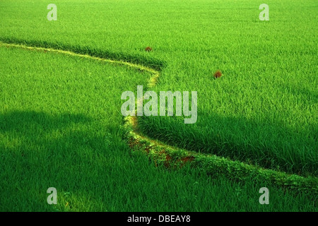 Dettaglio dei campi di riso terrazzati in India del sud Foto Stock