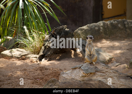 Meerkat al Taronga Park Zoo, Sydney, NSW, Australia Foto Stock