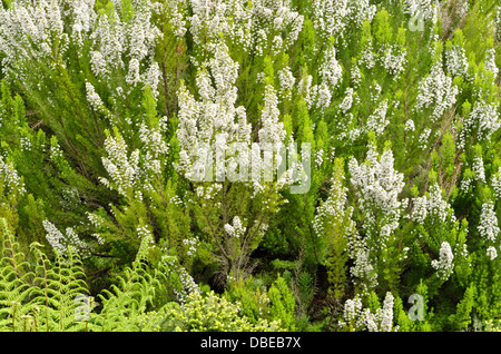 Albero di erica (Erica arborea) Foto Stock