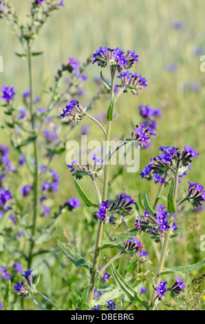 Vero alkanet (anchusa officinalis) Foto Stock