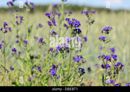 Vero alkanet (anchusa officinalis) Foto Stock