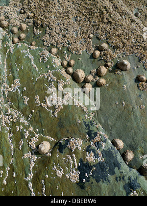 Limpets e arnacche di acqua calda e fredda si aggrappano alle scogliere rocciose di Whitesands Bay sulla costa del Pembrokeshire Galles occidentale Regno Unito Gran Bretagna Foto Stock